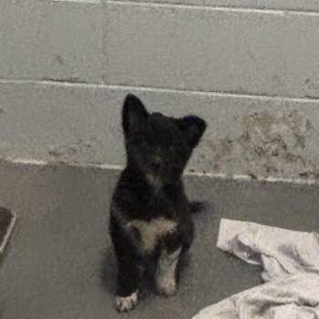 Zumi -  Mixed Breed Dog for Adoption - Zumi | PetCurious