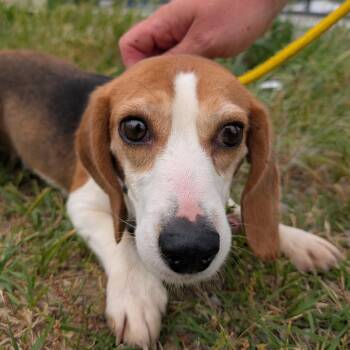 Pippin -  Beagle Dog for Adoption in Nowata, Oklahoma - Pippin | PetCurious