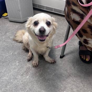 Sugg -  Pomeranian Dog for Adoption in Philadelphia, Pennsylvania - Sugg | PetCurious