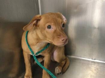 A1921778 -  Chihuahua and Mixed Breed Dog for Adoption in Thousand Palms, California - A1921778 | PetCurious
