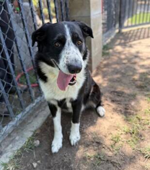 TUCKER -  Australian Cattle Dog Blue Heeler Dog for Adoption in Riverside, California - TUCKER | PetCurious