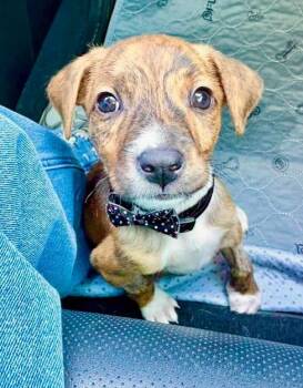 Sawyer -  Plott Hound Dog for Adoption in Inverness, Florida - Sawyer | PetCurious