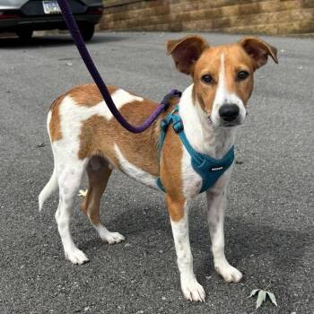Finn -  Beagle and Labrador Retriever Dog for Adoption in Columbia, Maryland - Finn | PetCurious