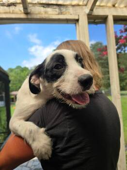 Patton -  Basset Hound Dog for Adoption in Wando, South Carolina - Patton | PetCurious