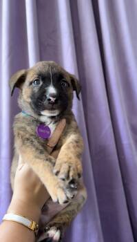 Quartz -  Basenji and Pit Bull Terrier Dog for Adoption in West Hollywood, California - Quartz | PetCurious
