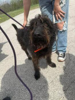 Schnauzer Dogs Available for Adoption in Winchester, Indiana - Milo | PetCurious