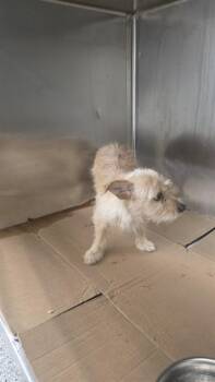 A187207 -  Cairn Terrier and Mixed Breed Dog for Adoption in Pasadena, Texas - A187207 | PetCurious