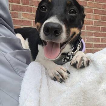 Oliver 5833 D -  Rat Terrier and Mixed Breed Dog for Adoption in Frankfort, Kentucky - Oliver 5833 D | PetCurious