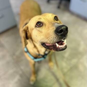 Peaches -  Rhodesian Ridgeback and Labrador Retriever Dog for Adoption in Seguin, Texas - Peaches | PetCurious