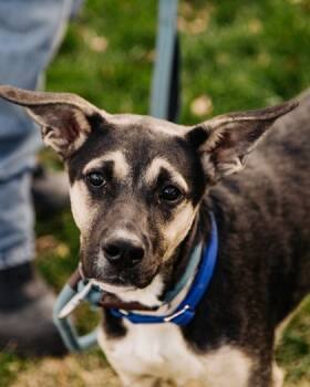 Rescue Mixed Breed Dogs for Adoption in West Chester, Pennsylvania - Luna Wuna | PetCurious