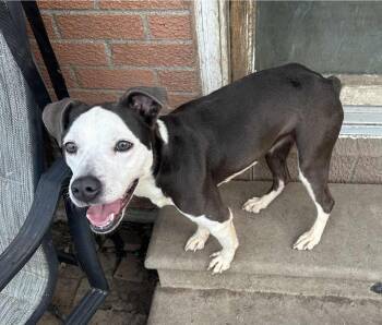 Rescue Boxer Dogs for Adoption in Gilberts, Illinois - Poppy | PetCurious