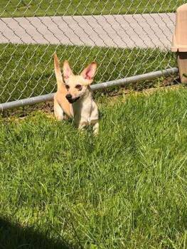 Banjo -  Chihuahua and Mixed Breed Dog for Adoption in Hillsboro, Ohio - Banjo | PetCurious