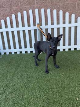 Rescue German Shepherd Dog and Mixed Breed Dogs for Adoption in Modesto, California - RISKEY | PetCurious