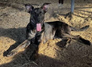 Rescue German Shepherd Dog Dogs for Adoption in Sheboygan, Wisconsin - Willa | PetCurious