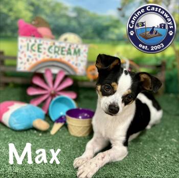 Max -  Chihuahua Dog for Adoption in Arcadia, Florida - Max | PetCurious