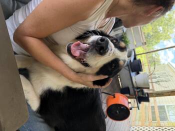 Odin -  Australian Shepherd Dog for Adoption in Lakewood Ranch, Florida - Odin | PetCurious