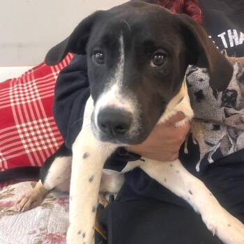 Hound Dogs Available for Adoption in Belleville, Illinois - Pyke | PetCurious