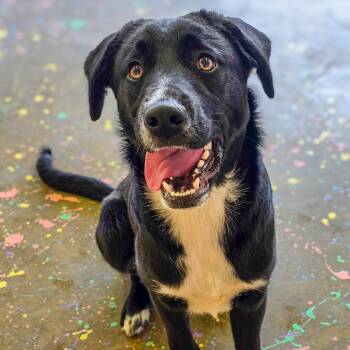 Labrador Retriever Dogs Available for Adoption - Yoru | PetCurious