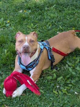 JJ -  Pit Bull Terrier Dog for Adoption - JJ | PetCurious