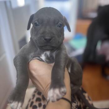 Alfalfa Little Rascals - Local Lover Boy -  Black Labrador Retriever Dog for Adoption in Andover, Massachusetts - Alfalfa Little Rascals - Local Lover Boy | PetCurious
