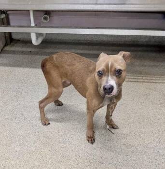 Rescue Pit Bull Terrier Dogs for Adoption in Petersburg, Virginia - Bootie | PetCurious