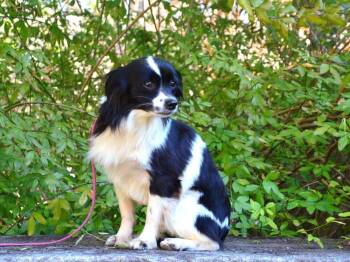 Maltese and Poodle Dogs Available for Adoption - Mattie | PetCurious