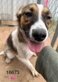 Mixed Breed Dogs Available for Adoption in Fort Collins, Colorado - Columbia | PetCurious