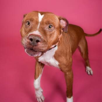 Mixed Breed Dogs Available for Adoption - Oatmeal Raisin | PetCurious
