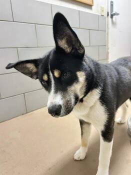 Mixed Breed Dogs Available for Adoption in Nashville, Tennessee - Bianca | PetCurious