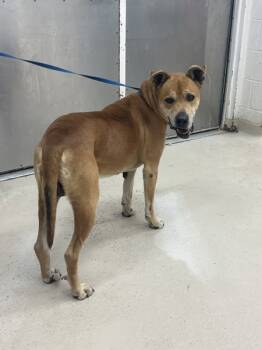 Rescue Hound Dogs for Adoption in Marietta, Georgia - (52) | PetCurious