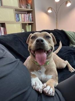 Valerie -  Pit Bull Terrier and Mixed Breed Dog for Adoption in Atlanta, Georgia - Valerie | PetCurious