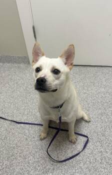 Boston Terrier and Pomeranian Dogs Available for Adoption in Lancaster, Pennsylvania - Britt | PetCurious