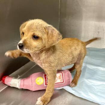 Hound and Dachshund Dogs Available for Adoption in Livingston, Texas - Xavi | PetCurious