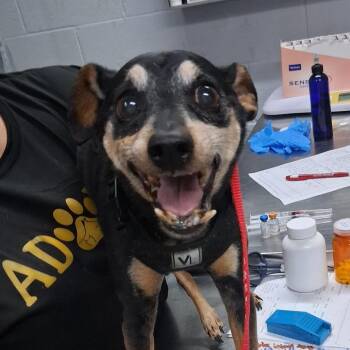 Bogart -  Chihuahua Dog for Adoption in Summerville, South Carolina - Bogart | PetCurious
