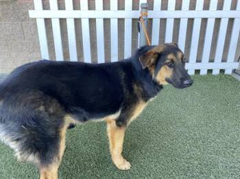 German Shepherd Dog Dogs Available for Adoption - A607906 | PetCurious