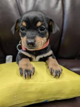 Trilobite -  Chihuahua Dog for Adoption in Carson City, Nevada - Trilobite | PetCurious