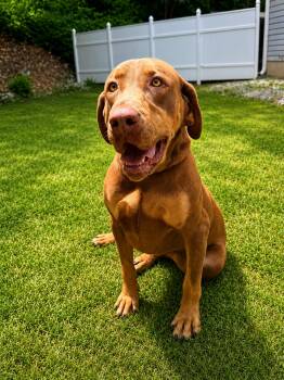 Josie  -  Doberman Pinscher Dog Available for Adoption in Dahlonega, Georgia - Josie  | PetCurious