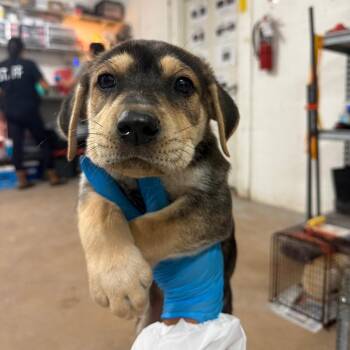 Croissant -  Pit Bull Terrier and Mixed Breed Dog for Adoption in Edinburg, Texas - Croissant | PetCurious