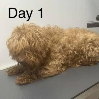Grace -  Miniature Poodle and Golden Retriever Dog for Adoption in Sinking Spring, Pennsylvania - Grace | PetCurious