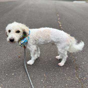 Herman -  Miniature Poodle and Mixed Breed Dog for Adoption in Newberg, Oregon - Herman | PetCurious