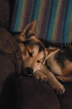 Sylvie -  Shiba Inu and Siberian Husky Dog for Adoption in Lincoln, Nebraska - Sylvie | PetCurious