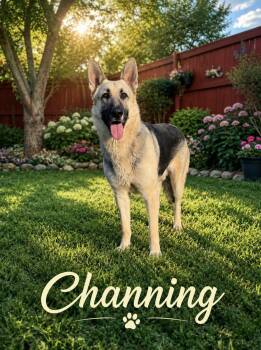 German Shepherd Dog Dogs Available for Adoption in Lucas, Texas - Channing  | PetCurious