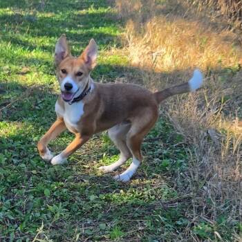 Ernie -  Basenji and Mixed Breed Dog for Adoption in Wadena, Minnesota - Ernie | PetCurious