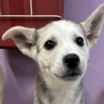 Husky Dogs Available for Adoption - Ladybug | PetCurious