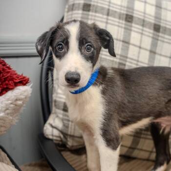 Darth vader -  Labrador Retriever and Collie Dog for Adoption in Pawling, New York - Darth Vader | PetCurious