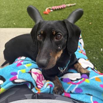 Dachshund Dogs Available for Adoption in Bedford, New Hampshire - Dale | PetCurious