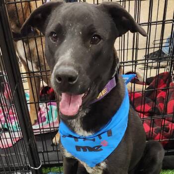 Rescue Black Labrador Retriever and Cattle Dog Dogs for Adoption in Austin, Texas - Caleb JuM | PetCurious