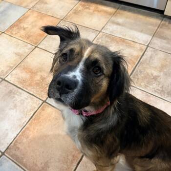Collie and Pit Bull Terrier Dogs Available for Adoption in Columbia, Maryland - Zelda | PetCurious