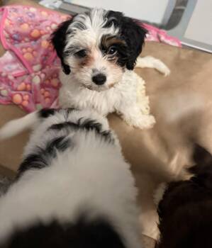 Betty -  Morkie and Poodle Dog for Adoption in Kenhorst, Pennsylvania - Betty | PetCurious