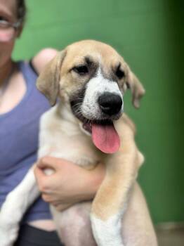 Great Pyrenees Dogs Available for Adoption in Elmsford, New York - Simone- Available 6/2 | PetCurious